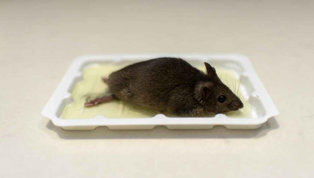 Can You Reuse Mouse Glue Traps