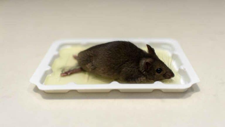 Can You Reuse Mouse Glue Traps? (You Should Read This First)