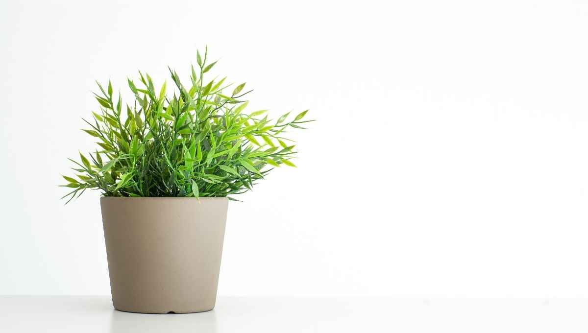 Are Artificial Plants Toxic