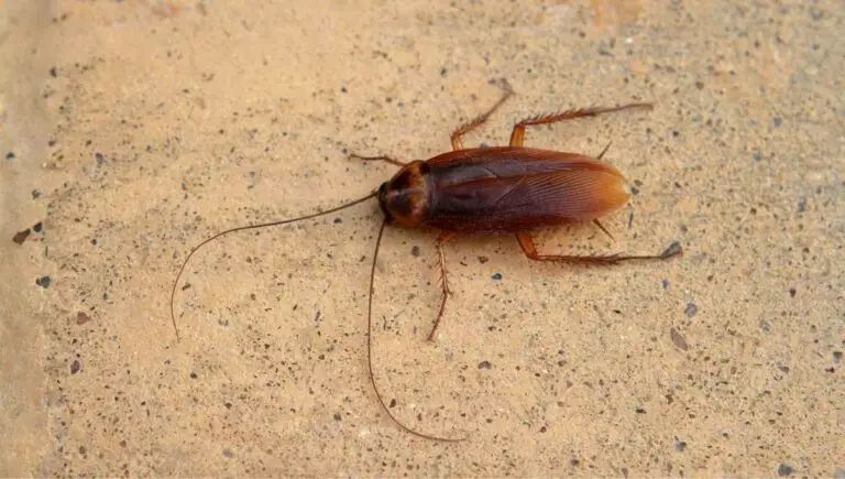 Can I Vacuum a Cockroach? (Only If You Have This First) 