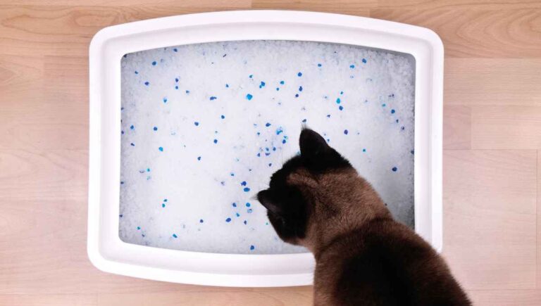 Can You Flush Kitty Litter Down the Toilet? (Read This ASAP)