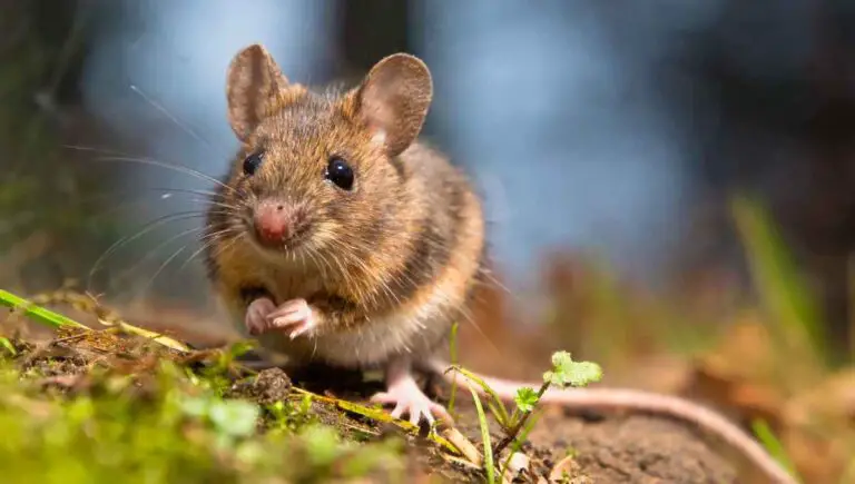 Can You Flush a Mouse Down the Toilet? (This Might Happen!)